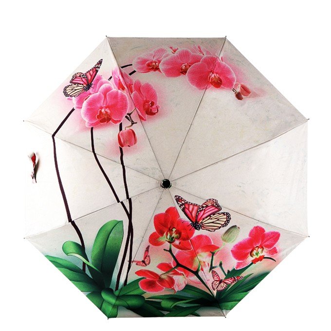 Phalaenopsis IllUstrations Sunny Umbrella