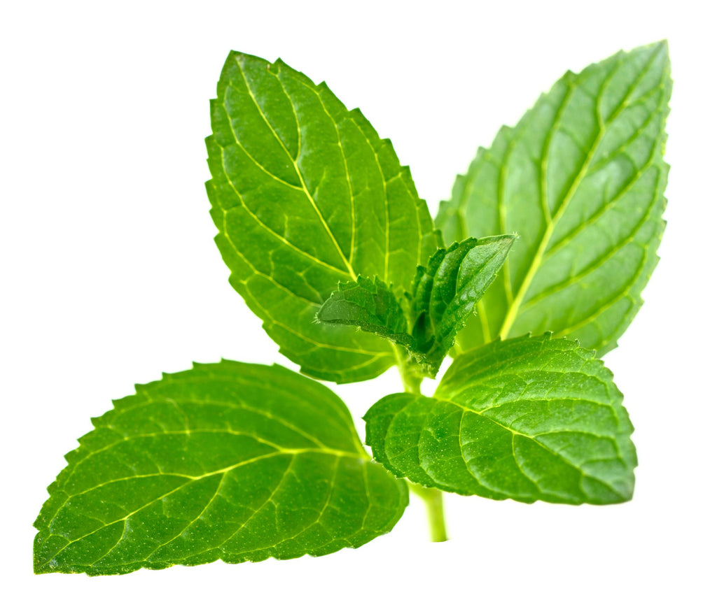 Pregnancy Tea Peppermint Morning sickness Relief: 40 Servings
